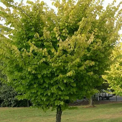 Вяз обыкновенный в Чебоксарах
