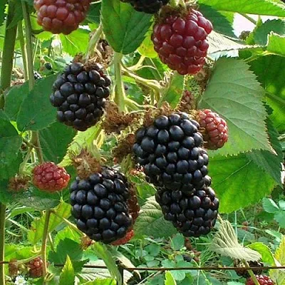 Ежевика ЧЕСТЕР бесшипная  Ежевика ЧЕСТЕР бесшипная в Чебоксарах