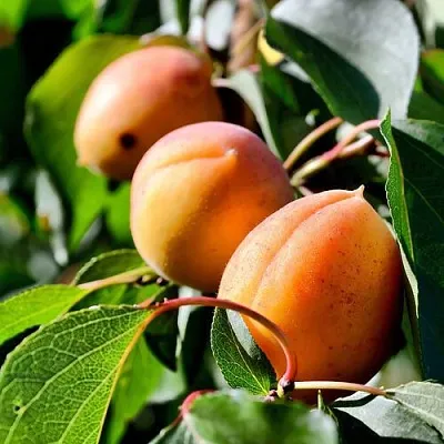 Абрикос БАЙ  Абрикос БАЙ в Чебоксарах