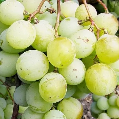 Виноград КЕША МУСКАТ  Виноград КЕША МУСКАТ в Чебоксарах