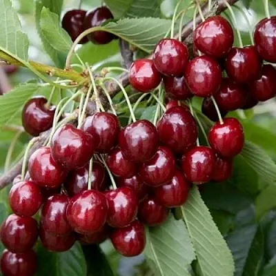 Черешня БИГ СТАР Черешня БИГ СТАР