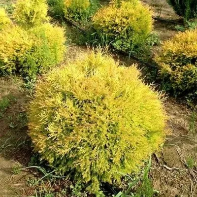 Туя ГЛОБОЗА АУРЕА западная — описание сорта Туя ГЛОБОЗА АУРЕА западная в Чебоксарах