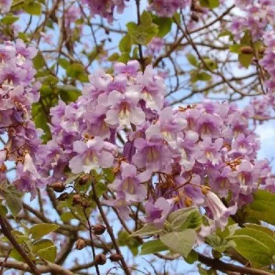 Павлония ПАО ТОГН Z07 в Чебоксарах