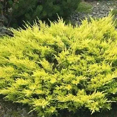 Можжевельник ЛАЙМ ГЛОУ горизонтальный  Можжевельник ЛАЙМ ГЛОУ горизонтальный в Чебоксарах