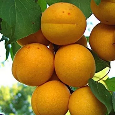 Абрикос ОНТАРИО  Абрикос ОНТАРИО в Чебоксарах