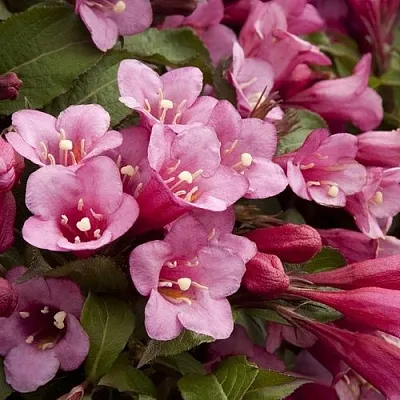 Вейгела ФЛОРИДА  Вейгела ФЛОРИДА в Чебоксарах