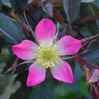 Саженцы роз сизая — описание сорта Саженцы роз сизая в Чебоксарах