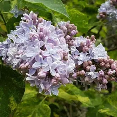 Сирень АУКУБАФОЛИЯ  Сирень АУКУБАФОЛИЯ в Чебоксарах