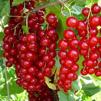 Смородина красная ЙОНКЕР ВАН ТЕТС  Смородина красная ЙОНКЕР ВАН ТЕТС в Чебоксарах