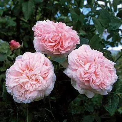 Саженцы роз КЛЭР РОУЗ английская  Саженцы роз КЛЭР РОУЗ английская в Чебоксарах