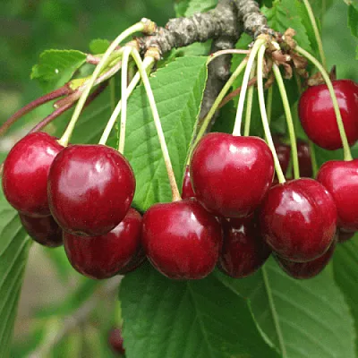 Черешня ГРОНКОВАЯ  Черешня ГРОНКОВАЯ в Чебоксарах