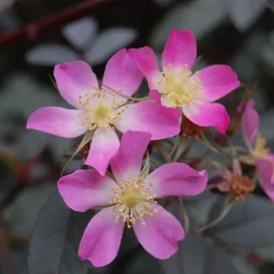 Саженцы роз сизая — описание сорта Саженцы роз сизая в Чебоксарах