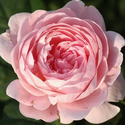 Саженцы роз КУИН ОФ СУИДЕН английская  Саженцы роз КУИН ОФ СУИДЕН английская в Чебоксарах