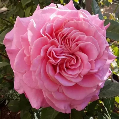 Саженцы роз ЭШЛИ чайно-гибридная — описание сорта Саженцы роз ЭШЛИ чайно-гибридная в Чебоксарах