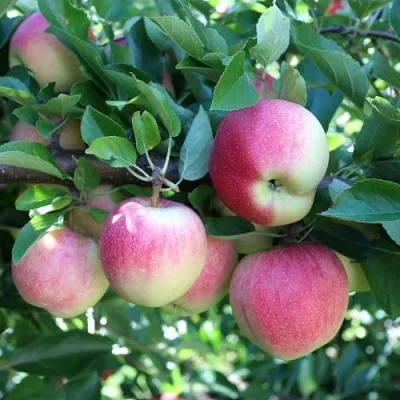 Яблоня ГРУШОВКА МОСКОВСКАЯ в Чебоксарах