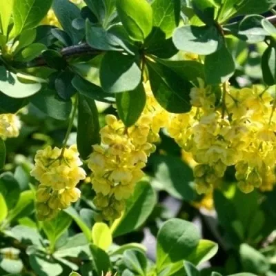 Барбарис ИНДИАН САММЕР  в Чебоксарах