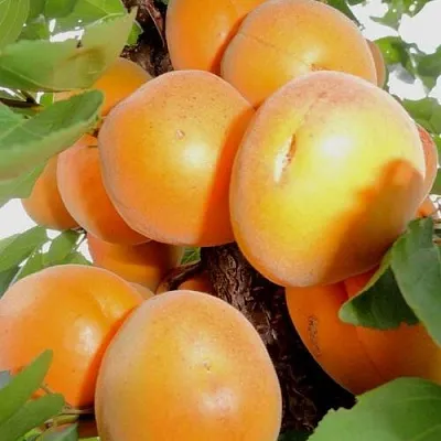 Абрикос ДЕСЕРТНЫЙ  Абрикос ДЕСЕРТНЫЙ в Чебоксарах