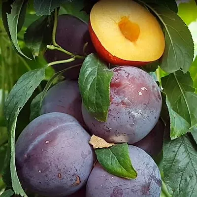 НЕКТАПРИУМ в Чебоксарах