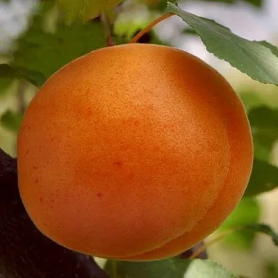 Абрикос ОЛИМП  Абрикос ОЛИМП в Чебоксарах