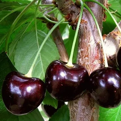 Черешня ДОНЕЦКИЙ УГОЛЁК  Черешня ДОНЕЦКИЙ УГОЛЁК в Чебоксарах