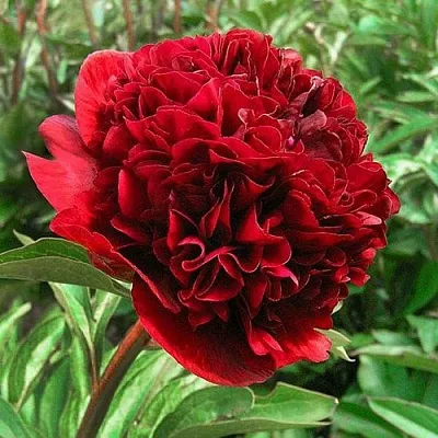 Пион РЕД ГРЕЙС травянистый в Чебоксарах