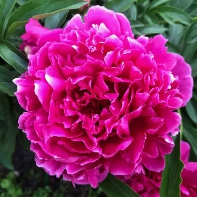 Пион КАРЛ РОЗЕНФЕЛЬД травянистый — описание сорта Пион КАРЛ РОЗЕНФЕЛЬД травянистый в Чебоксарах