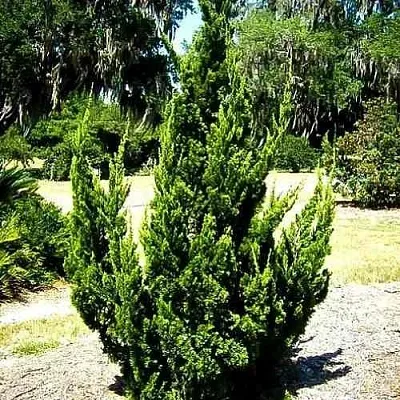 Можжевельник КАЙЗУКА китайский  Можжевельник КАЙЗУКА китайский в Чебоксарах