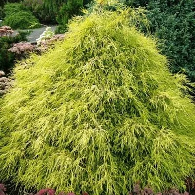 Кипарисовик ФИЛИФЕРА АУРЕА горохоплодный  Кипарисовик ФИЛИФЕРА АУРЕА горохоплодный в Чебоксарах