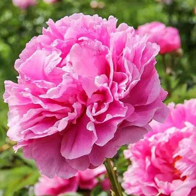 Пион АЛЕКСАНДР ФЛЕМИНГ травянистый в Чебоксарах