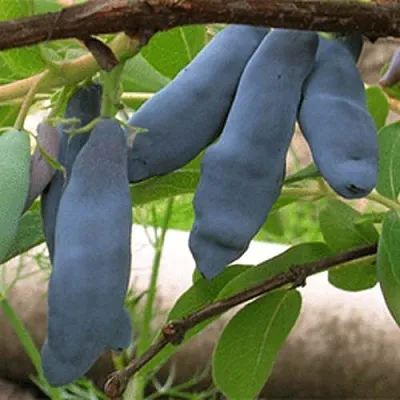 Жимолость съедобная ЛЕНИНГРАДСКИЙ ВЕЛИКАН в Чебоксарах