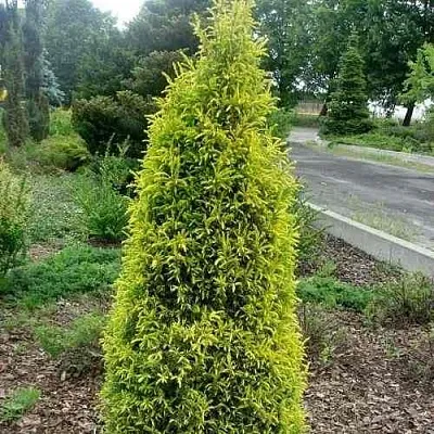 Можжевельник ГОЛД КОН обыкновенный  Можжевельник ГОЛД КОН обыкновенный в Чебоксарах