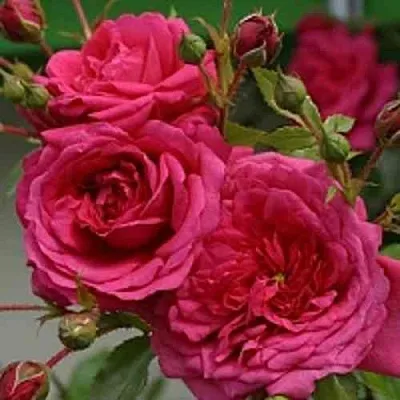 Саженцы роз ЛАГУНА плетистая  Саженцы роз ЛАГУНА плетистая в Чебоксарах