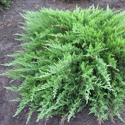 Можжевельник ТАМАРИСЦИФОЛИЯ казацкий  Можжевельник ТАМАРИСЦИФОЛИЯ казацкий в Чебоксарах