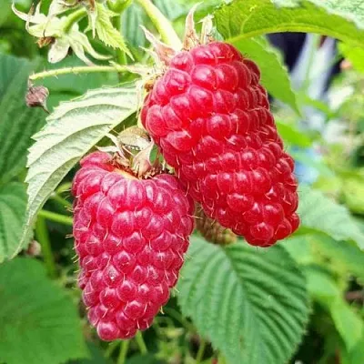 Малина ПШЕХИБА  Малина ПШЕХИБА в Чебоксарах