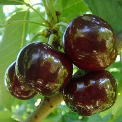 Черешня СВИТХАРТ  Черешня СВИТХАРТ в Чебоксарах