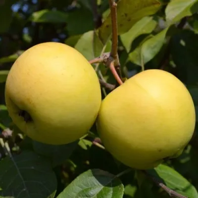 Яблоня ПАПИРОЯНТАРНОЕ — описание сорта Яблоня ПАПИРОЯНТАРНОЕ в Чебоксарах