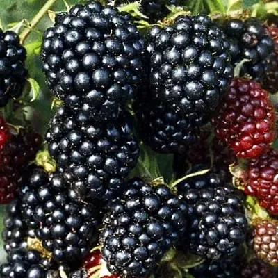 Ежевика ЭВЕРГРИН бесшипная  Ежевика ЭВЕРГРИН бесшипная в Чебоксарах