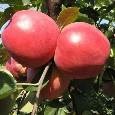 Яблоня ЗАСЛАВСКОЕ  Яблоня ЗАСЛАВСКОЕ в Чебоксарах