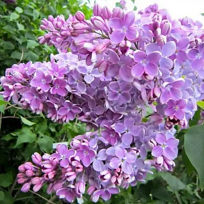 Сирень ОЛЯ  Сирень ОЛЯ в Чебоксарах