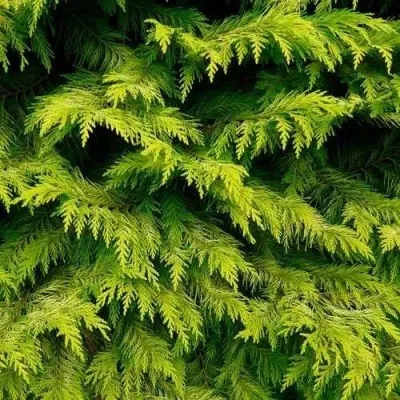 Кипарисовик ГОЛДЕН ВОНДЕР лавсона в Чебоксарах