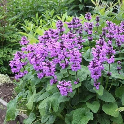 Буквица крупноцветковая  Буквица крупноцветковая в Чебоксарах