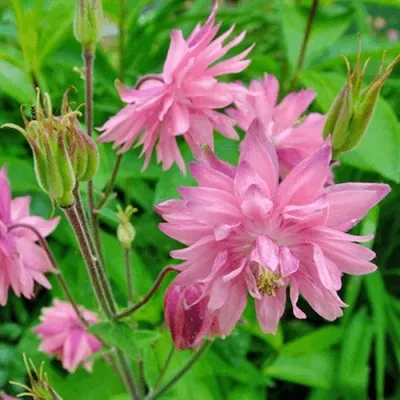 Аквилегия БАРЛОУ ПИНК гибрид МакКаны — описание сорта Аквилегия БАРЛОУ ПИНК гибрид МакКаны в Чебоксарах