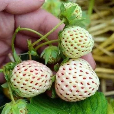 Клубника АНАНАСА ремонтантная в Чебоксарах