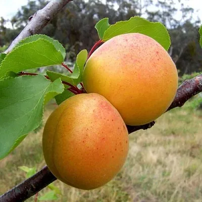 Абрикос ОРЛОВЧАНИН  Абрикос ОРЛОВЧАНИН в Чебоксарах