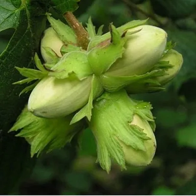 Фундук ТАМБОВСКИЙ ПОЗДНИЙ  Фундук ТАМБОВСКИЙ ПОЗДНИЙ в Чебоксарах