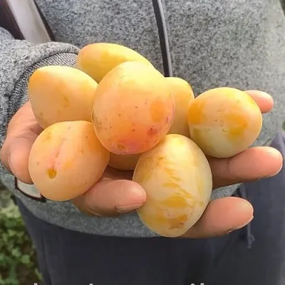 Слива ЯХОНТОВАЯ в Чебоксарах