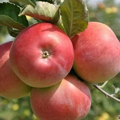 Яблоня ВЭМ-РОЗОВЫЙ  Яблоня ВЭМ-РОЗОВЫЙ в Чебоксарах