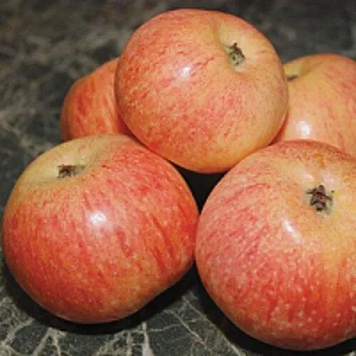 Яблоня КОНФЕТНОЕ  Яблоня КОНФЕТНОЕ в Чебоксарах