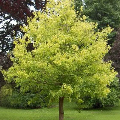 Клен ясенелистный в Чебоксарах