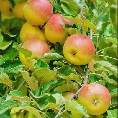 Яблоня ПАМЯТЬ БЛЫНСКОГО колонновидная  Яблоня ПАМЯТЬ БЛЫНСКОГО колонновидная в Чебоксарах